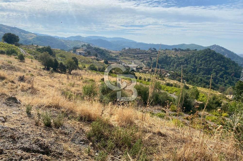 Üzüm Bağların Gözdesi Kavacık'ta 14 Dönüm Asfalt Yol Cepheli Bağ Nitelikli Arazi