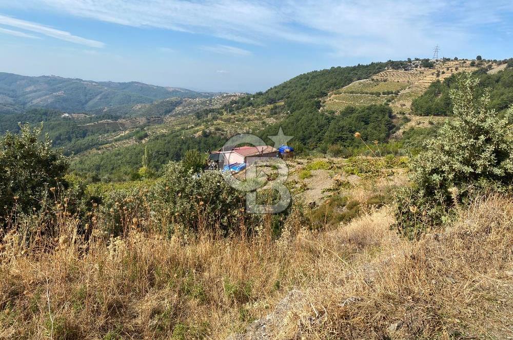 Üzüm Bağların Gözdesi Kavacık'ta 14 Dönüm Asfalt Yol Cepheli Bağ Nitelikli Arazi