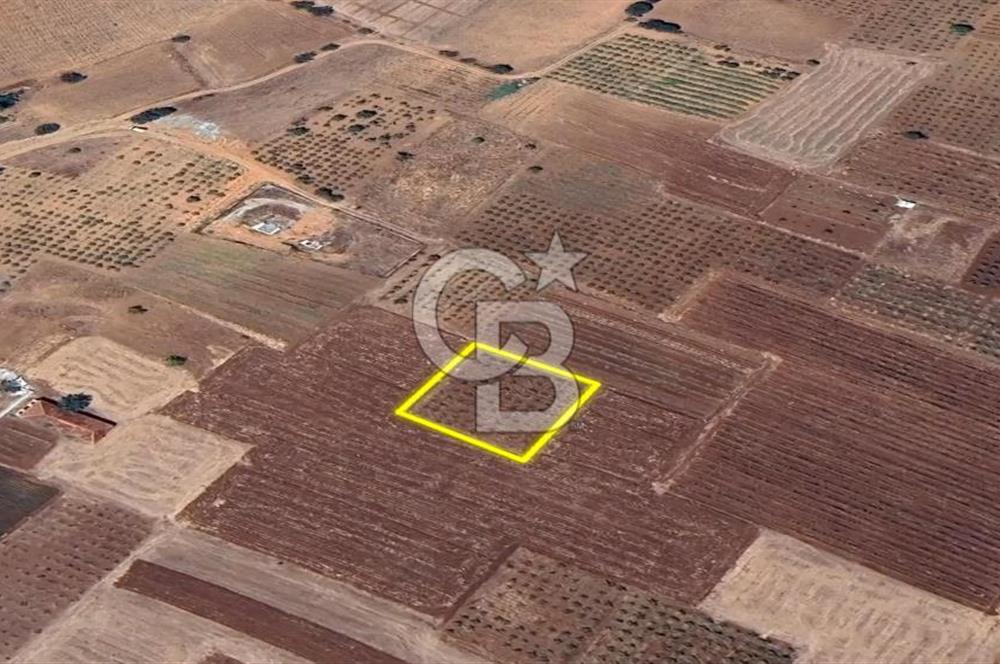 DENİZLİ  ÇAL'DA SATILIK TARIM ARAZİSİ