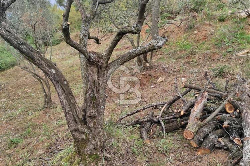 KEMALPAŞA BAĞYURDU İMAR SINIRINDA MÜSTAKİL TAPULU SATILIK PARSEL