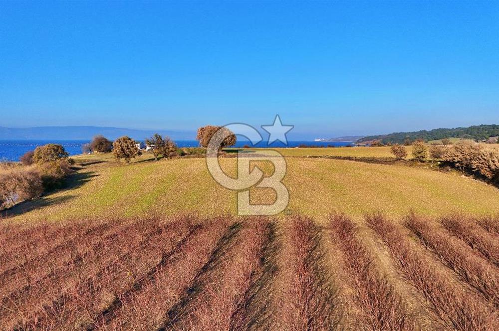 YAPILDAKTA MUHTEŞEM BOĞAZ MANZARALI DENİZE 150 METRE DÜZ TARLA