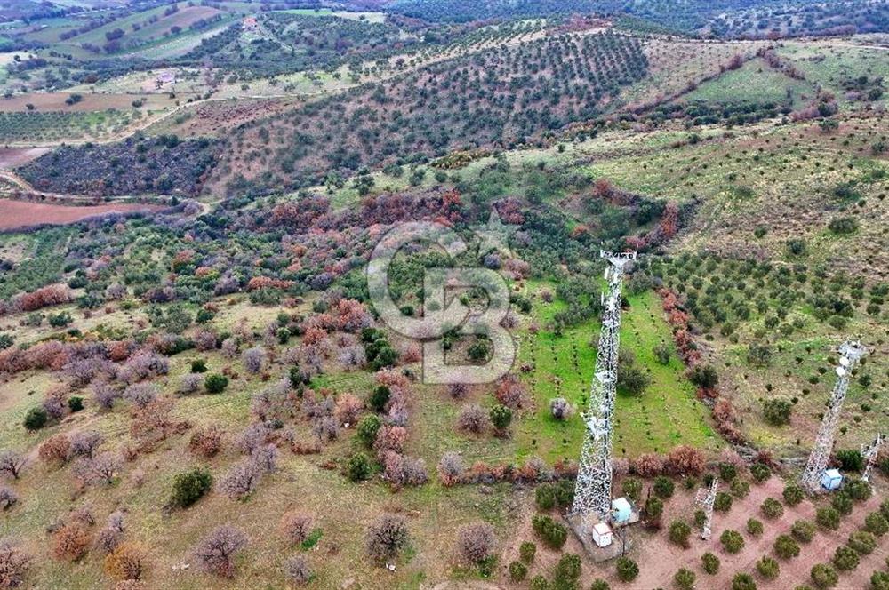 EGE DENİZİ MANZARALI TARLA