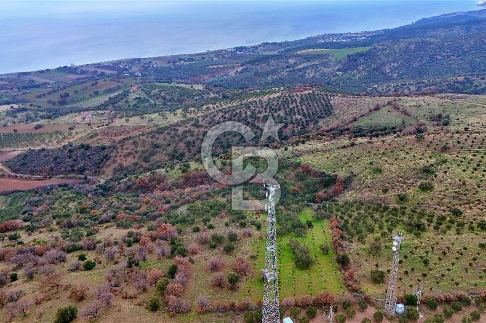 EGE DENİZİ MANZARALI TARLA