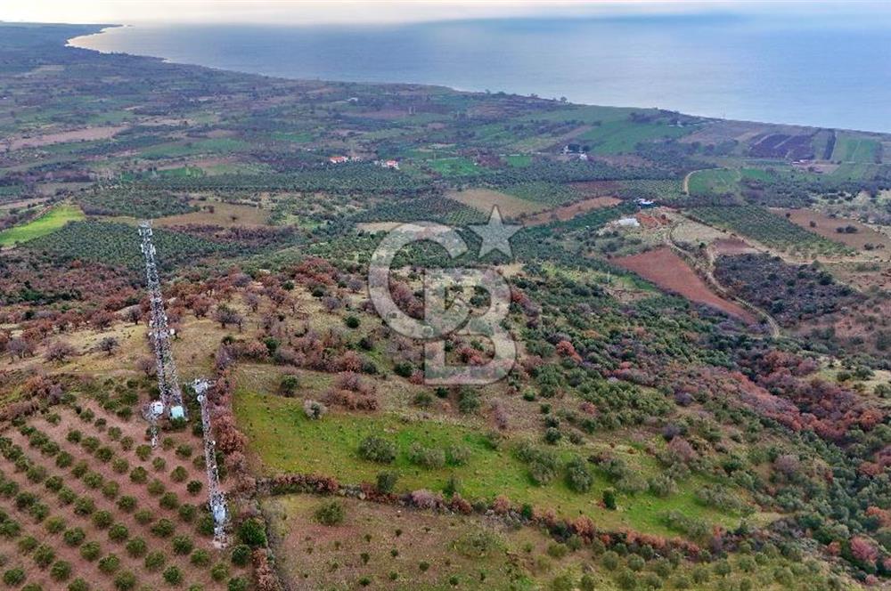 EGE DENİZİ MANZARALI TARLA