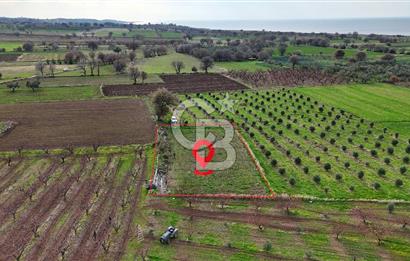 AYVACIK KÖSEDERE KÖYÜNDE OVADA DÜZ 1058 M² TARLA