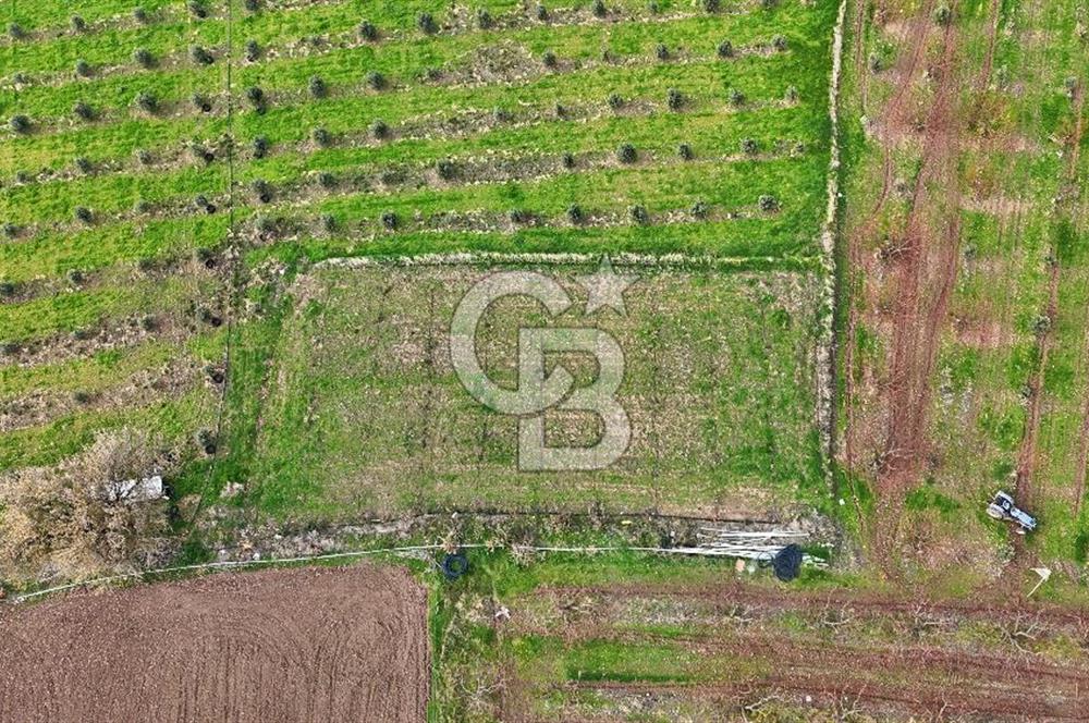 AYVACIK KÖSEDERE KÖYÜNDE OVADA DÜZ 1058 M² TARLA