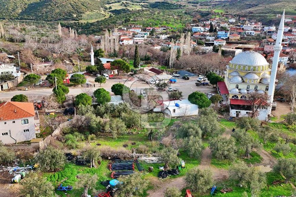 AYVACIK KÖSEDERE DE SARI ALANDA KALMIŞ KÖY İÇİ ZEYİNLİK