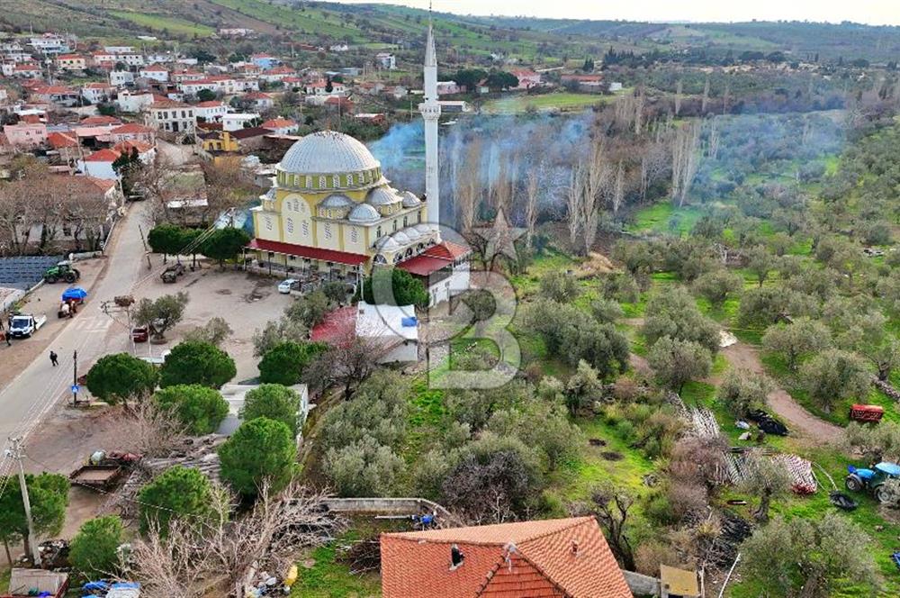 AYVACIK KÖSEDERE DE SARI ALANDA KALMIŞ KÖY İÇİ ZEYİNLİK