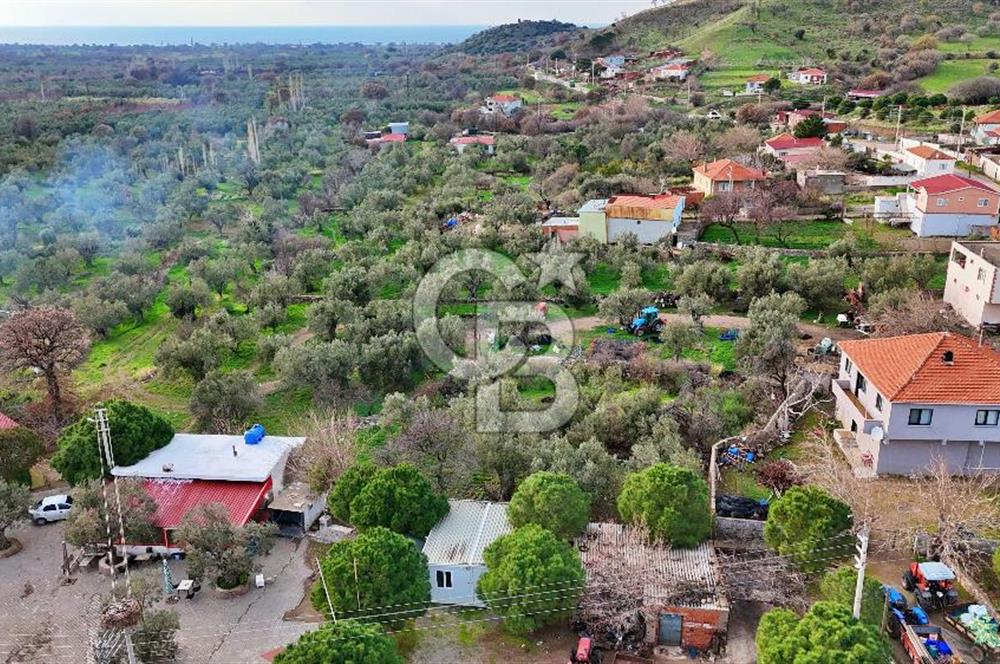 AYVACIK KÖSEDERE DE SARI ALANDA KALMIŞ KÖY İÇİ ZEYİNLİK