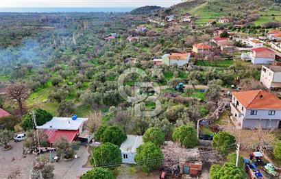 AYVACIK KÖSEDERE DE SARI ALANDA KALMIŞ KÖY İÇİ ZEYİNLİK