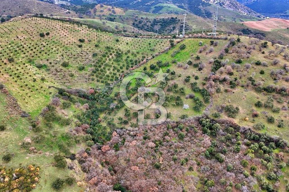 EGE DENİZİ MANZARALI TARLA