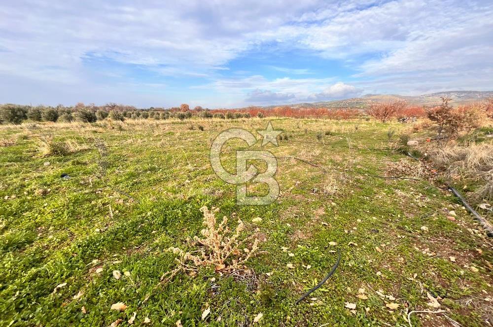 AYVACIK KÖSEDERE KÖYÜNDE OVADA DÜZ 1058 M² TARLA
