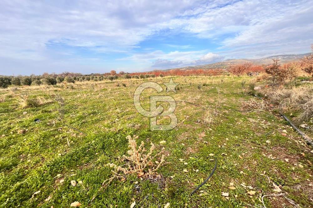 AYVACIK KÖSEDERE KÖYÜNDE OVADA DÜZ 1058 M² TARLA