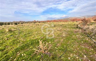 AYVACIK KÖSEDERE KÖYÜNDE OVADA DÜZ 1058 M² TARLA