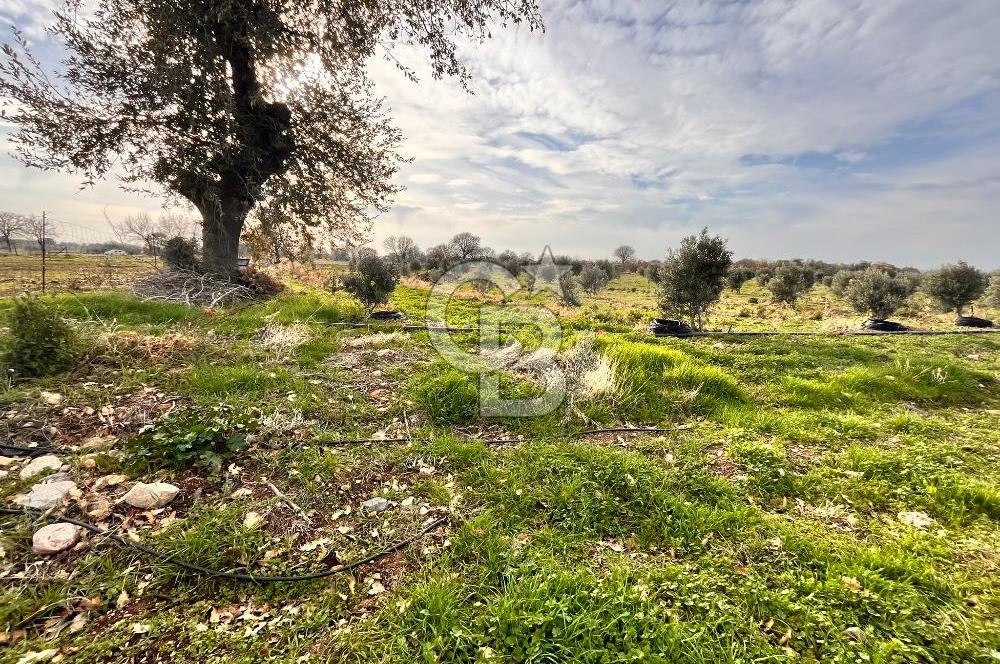 AYVACIK KÖSEDERE KÖYÜNDE OVADA DÜZ 1058 M² TARLA