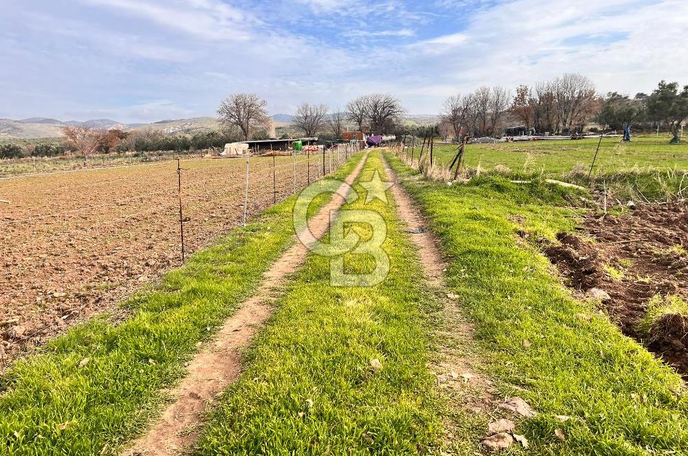 AYVACIK KÖSEDERE KÖYÜNDE OVADA DÜZ 1058 M² TARLA