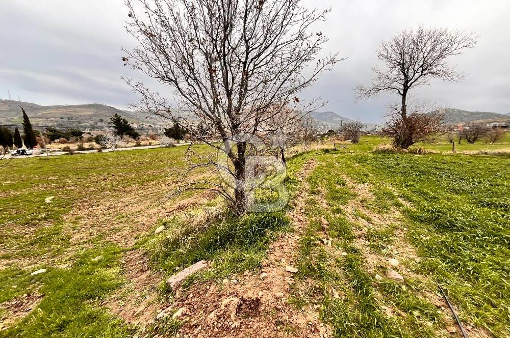KÖSEDERE KÖYÜNDE ASFALTA 40 METRE DENİZ GÖREN TARLA