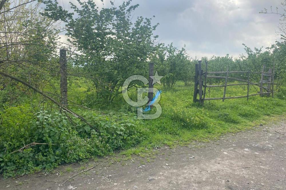 HAZIR VERİMLİ FINDIKLIK! 7560 M2 YERLEŞİM ALANINA SINIR