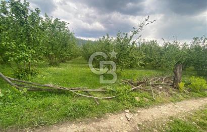 HAZIR VERİMLİ FINDIKLIK! 7560 M2 YERLEŞİM ALANINA SINIR