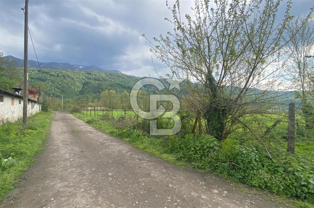HAZIR VERİMLİ FINDIKLIK! 7560 M2 YERLEŞİM ALANINA SINIR