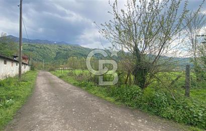 HAZIR VERİMLİ FINDIKLIK! 7560 M2 YERLEŞİM ALANINA SINIR