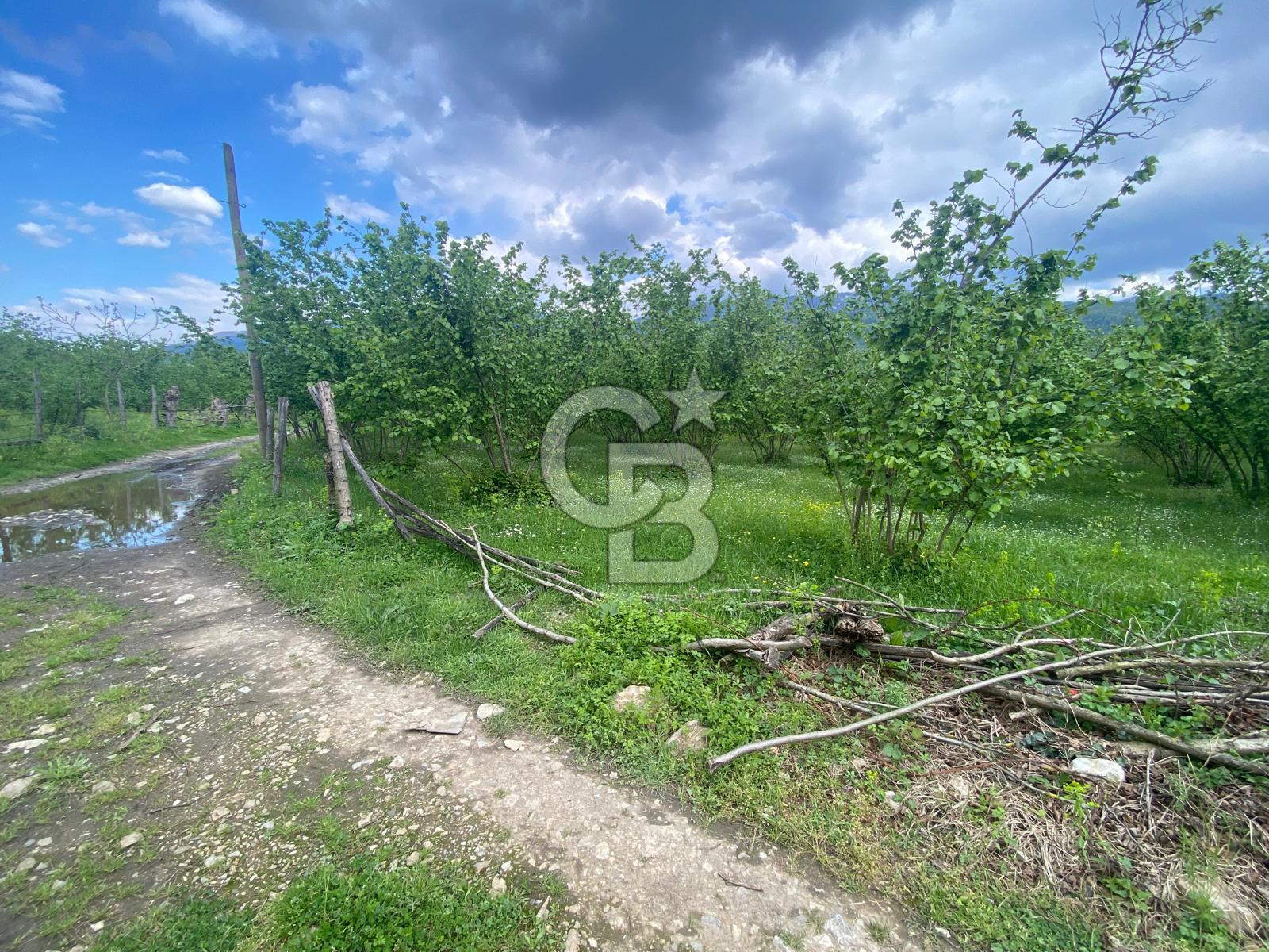 HAZIR VERİMLİ FINDIKLIK! 7560 M2 YERLEŞİM ALANINA SINIR