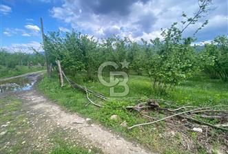 HAZIR VERİMLİ FINDIKLIK! 7560 M2 YERLEŞİM ALANINA SINIR