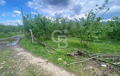 HAZIR VERİMLİ FINDIKLIK! 7560 M2 YERLEŞİM ALANINA SINIR