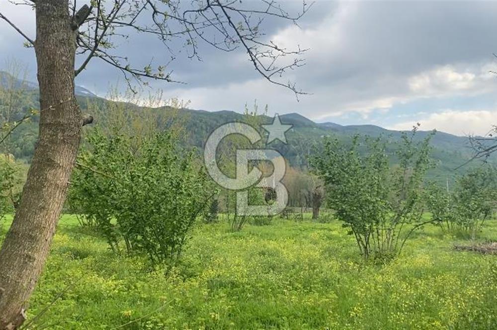 HAZIR VERİMLİ FINDIKLIK! 7560 M2 YERLEŞİM ALANINA SINIR