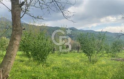 HAZIR VERİMLİ FINDIKLIK! 7560 M2 YERLEŞİM ALANINA SINIR