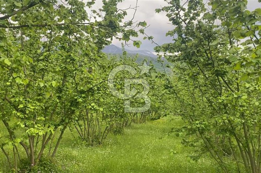 HAZIR VERİMLİ FINDIKLIK! 7560 M2 YERLEŞİM ALANINA SINIR