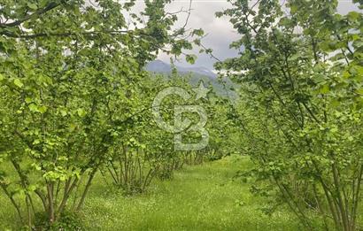 HAZIR VERİMLİ FINDIKLIK! 7560 M2 YERLEŞİM ALANINA SINIR