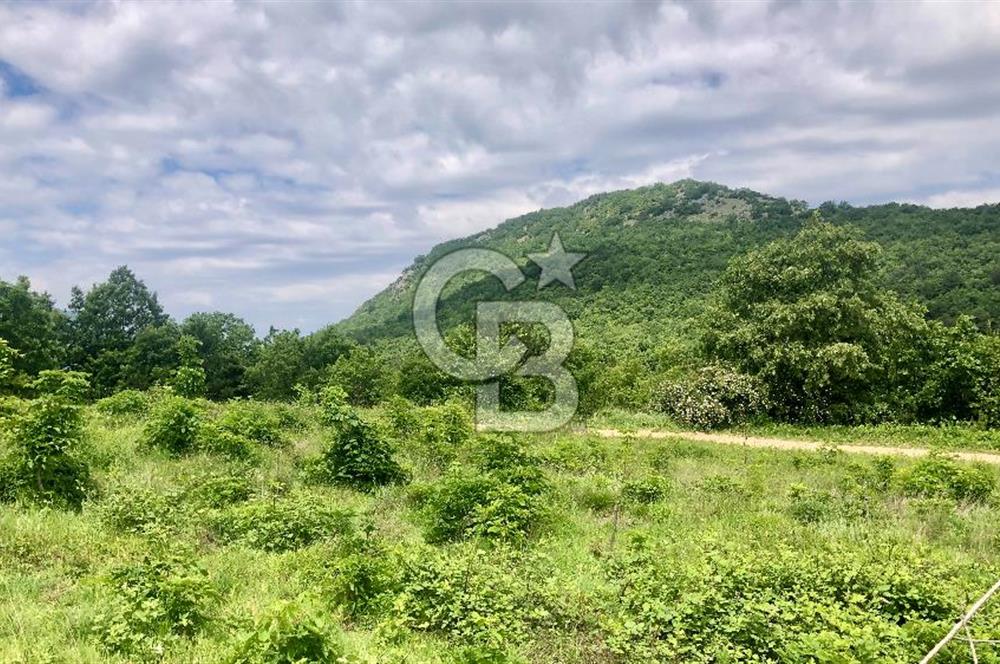 CB CLASS KESTEL GÖZEDE KÖŞE PARSEL 3.302 m² MÜSTAKİL TARLA