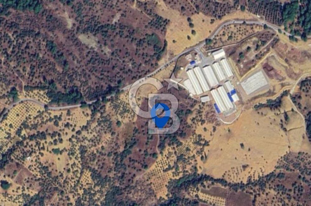 KEMALPAŞA YEŞİLKÖY’DE SATILIK 30.917m2 ZEYTİNLİK
