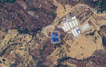 KEMALPAŞA YEŞİLKÖY’DE SATILIK 30.917m2 ZEYTİNLİK