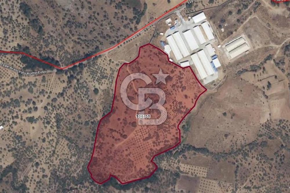 KEMALPAŞA YEŞİLKÖY’DE SATILIK 30.917m2 ZEYTİNLİK
