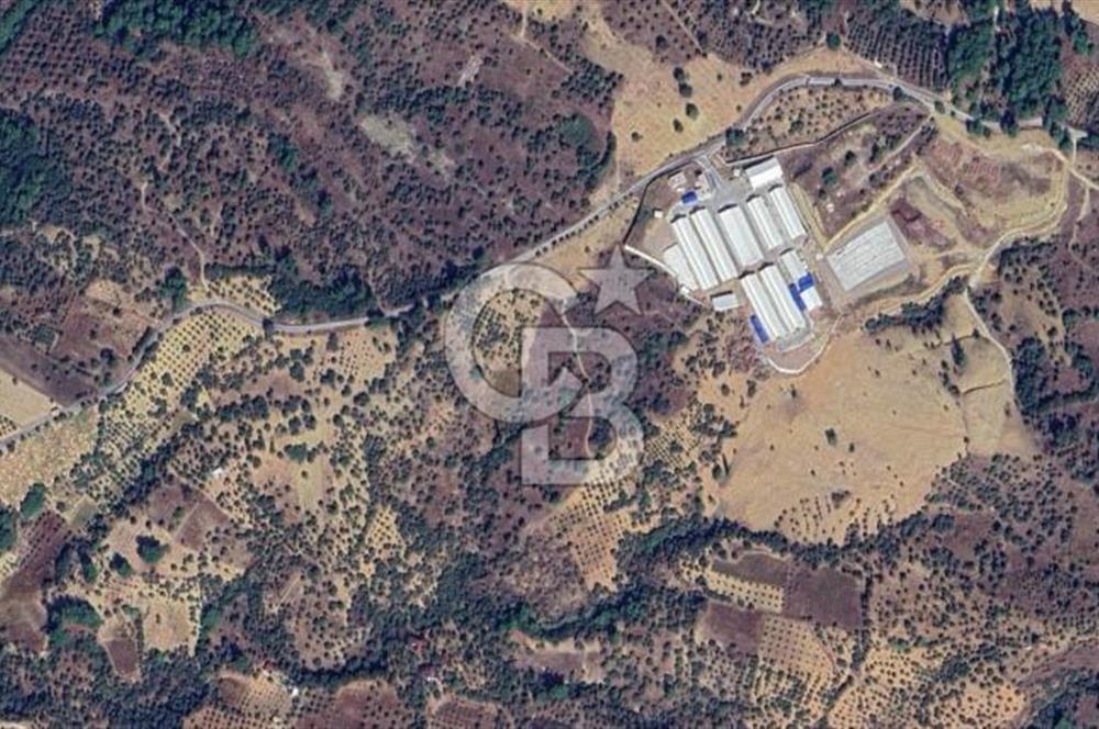 KEMALPAŞA YEŞİLKÖY’DE SATILIK 30.917m2 ZEYTİNLİK