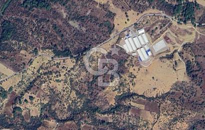 KEMALPAŞA YEŞİLKÖY’DE SATILIK 30.917m2 ZEYTİNLİK