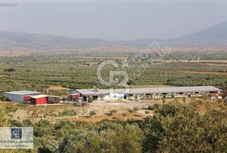 Manisa Saruhanlı da Satılık Hazır Çiftlik