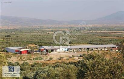 Manisa Saruhanlı da Satılık Hazır Çiftlik
