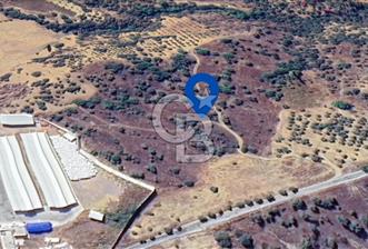 KEMALPAŞA YEŞİLKÖY’DE SATILIK 30.917m2 ZEYTİNLİK
