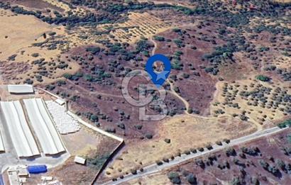 KEMALPAŞA YEŞİLKÖY’DE SATILIK 30.917m2 ZEYTİNLİK