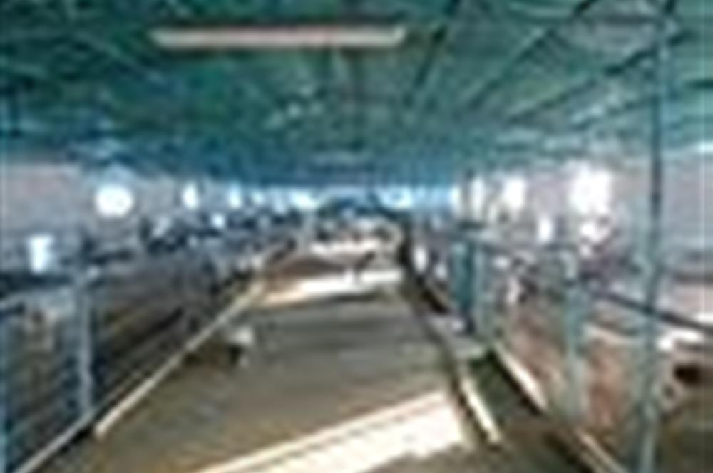 Manisa Saruhanlı da Satılık Hazır Çiftlik