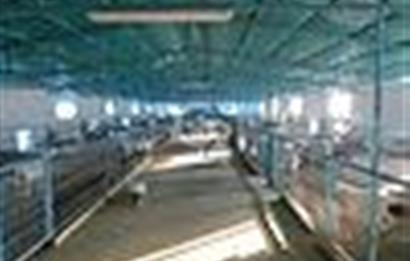 Manisa Saruhanlı da Satılık Hazır Çiftlik