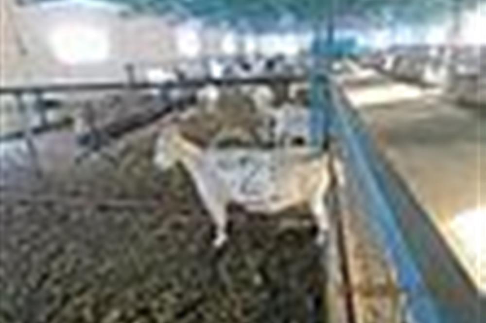 Manisa Saruhanlı da Satılık Hazır Çiftlik