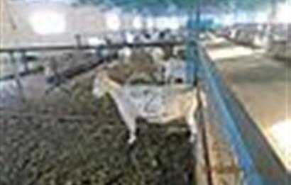 Manisa Saruhanlı da Satılık Hazır Çiftlik