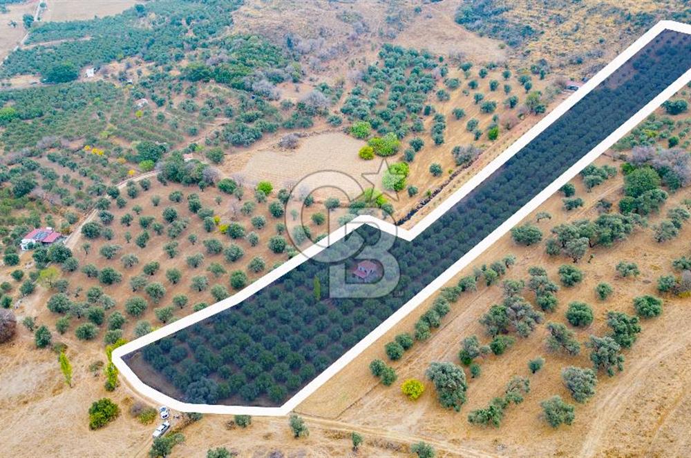 Foça Kozbeyli'de Satılık Tarla