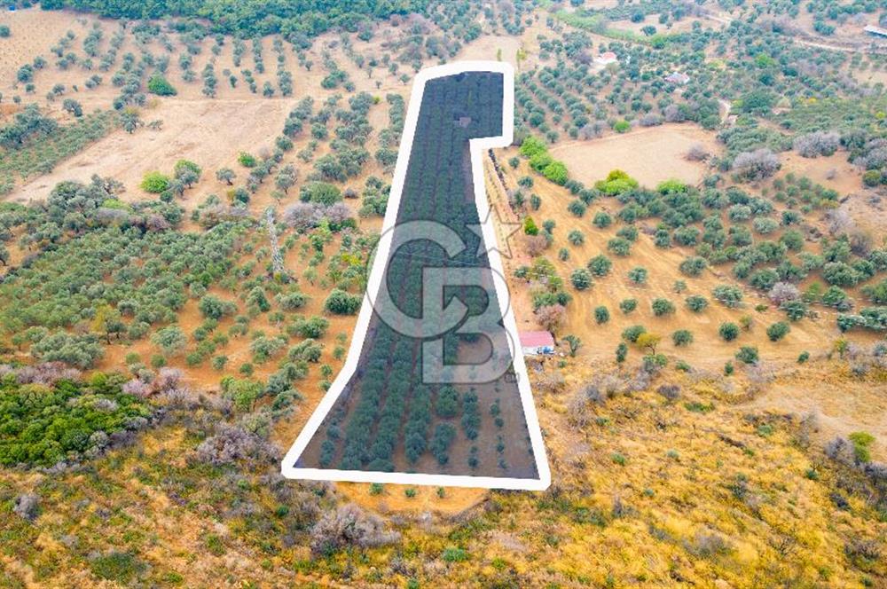 Foça Kozbeyli'de Satılık Tarla