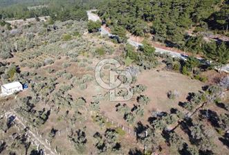 Kemalpaşa Dereköy Girişi Yola cepheli Satılık Zeytinli Tarla
