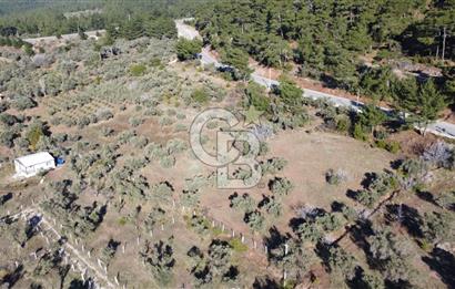 Kemalpaşa Dereköy Girişi Yola cepheli Satılık Zeytinli Tarla
